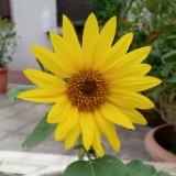 （分類：）位於 。 由 sighwhy 提交（商品編號 1230830331，圖片 1）。簡介： 。