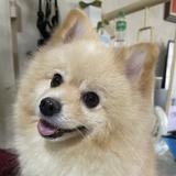 (Category: ) located in . Submitted by paoloalmighty (Listing ID 1386309606, Image 1). Description: .