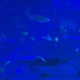(Category: ) located in . Submitted by amanda.bg (Listing ID 1365808511, Image 1). Description: .