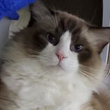 （分類：）位於 。 由 catcatcatcatpetpet 提交（商品編號 1315375818，圖片 1）。簡介： 。