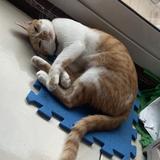 由 icech1234 (刊登 ID 1370370799，圖片 1) 提交，位於 的 (類別：)，說明：。