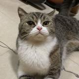 （分類：）位於 。 由 nununolulu 提交（商品編號 1379307708，圖片 1）。簡介： 。