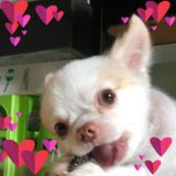 (Category: ) located in . Submitted by happytororoong (Listing ID 1154781338, Image 1). Description: .