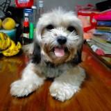 (Category: ) located in . Submitted by olxph_935890903 (Listing ID 1470771403, Image 1). Description: .