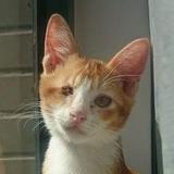 （分類：）位於 。 由 kimkimthecat 提交（商品編號 1300085224，圖片 1）。簡介： 。