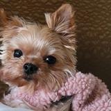 （分類：）位於 。 由 mary.li 提交（商品編號 1384313495，圖片 1）。簡介： 。