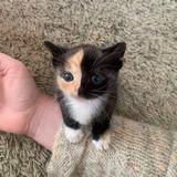 (Category: ) located in . Submitted by juweennnnn (Listing ID 1461447948, Image 1). Description: .