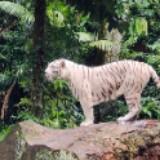 (Category: ) located in . Submitted by androbabu (Listing ID 1378935421, Image 1). Description: .