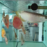 (Category: ) located in . Submitted by sw20123 (Listing ID 1378050299, Image 1). Description: .