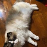 (分類:)位於 。 由 sum04170417 提交(商品編號 1463568621,圖片 1)。簡介: 。