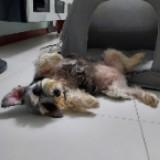 (Category: ) located in . Submitted by bxdogtraining (Listing ID 1202458149, Image 1). Description: .