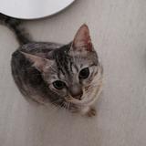 (Category: ) located in . Submitted by dacano (Listing ID 1379931782, Image 1). Description: .