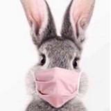 (Category: ) located in . Submitted by petsisland.sg (Listing ID 1376270675, Image 1). Description: .