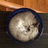 (Category: ) located in . Submitted by eccorms (Listing ID 270662916, Image 1). Description: .