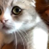 (分類:)位於 。 由 hyc__ 提交(商品編號 1454108884,圖片 1)。簡介: 。