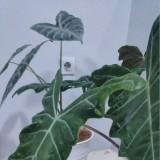 (Kategori: ) berada di . Dikirim oleh intankania (ID iklan 1105246290, Gambar 1). Deskripsi: .