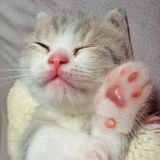 （分類：）位於 。 由 yayashanghai 提交（商品編號 1385738476，圖片 1）。簡介： 。
