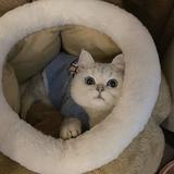 （分類：）位於 。 由 kkww_ 提交（商品編號 1383654019，圖片 1）。簡介： 。