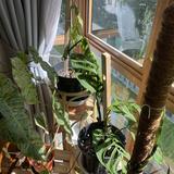 (Category: ) located in . Submitted by whereiskhai (Listing ID 1333966326, Image 1). Description: .