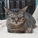 頭像