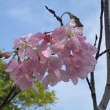 （分類：）位於 。 由 falaladaprincess 提交（商品編號 1323425054，圖片 1）。簡介： 。