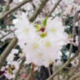 (Category: ) located in . Submitted by happyflower (Listing ID 1270320003, Image 1). Description: .