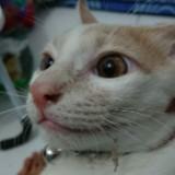 (Kategori: ) berada di . Dikirim oleh yinoyin (ID iklan 1371871719, Gambar 1). Deskripsi: .