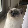 (Category: ) located in . Submitted by minggsss (Listing ID 1373708572, Image 1). Description: .