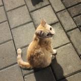 (Kategori: ) berada di . Dikirim oleh kaalynsya (ID iklan 1378776933, Gambar 1). Deskripsi: .