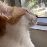 （分類：）位於 。 由 meow__crystal 提交（商品編號 1156229080，圖片 1）。簡介： 。
