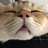 （分類：）位於 。 由 novaleelee 提交（商品編號 1318597438，圖片 1）。簡介： 。