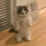 (Category: ) located in . Submitted by h0d0r (Listing ID 1380689120, Image 1). Description: .