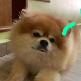 (Category: ) located in . Submitted by gws062619 (Listing ID 1326669856, Image 1). Description: .