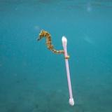 （分類：）位於 。 由 rescues 提交（商品編號 1374051449，圖片 1）。簡介： 。