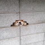 (Category: ) located in . Submitted by yxxxs (Listing ID 1376543956, Image 1). Description: .