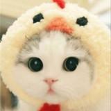(Category: ) located in . Submitted by punpun711 (Listing ID 1266263136, Image 1). Description: .