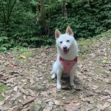 由 cathy1234689 (刊登 ID 1381961761，圖片 1) 提交，位於 的 (類別：)，說明：。