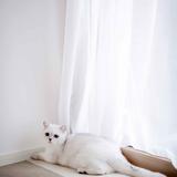 （分類：）位於 。 由 littlething4 提交（商品編號 1157643594，圖片 1）。簡介： 。