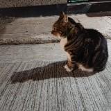 （分類：）位於 。 由 kitty098005 提交（商品編號 1336997552，圖片 1）。簡介： 。