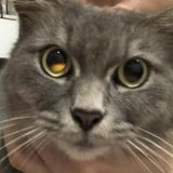 (Category: ) located in . Submitted by furrycats (Listing ID 1463965970, Image 1). Description: .