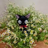 (Category: ) located in . Submitted by maeflorist (Listing ID 1385942446, Image 1). Description: .