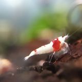(分類:)位於 。 由 simonchan2337 提交(商品編號 1453484728,圖片 1)。簡介: 。