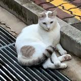(Category: ) located in . Submitted by helloplsbuyok (Listing ID 1406711510, Image 1). Description: .