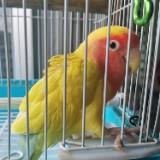 (Category: ) located in . Submitted by lncdan (Listing ID 1088930290, Image 1). Description: .