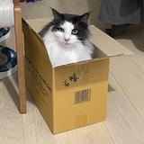 (分類:)位於 。 由 Kumalengend 提交(商品編號 1168931058,圖片 1)。簡介: 。