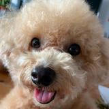 (Category: ) located in . Submitted by nochimatto (Listing ID 1345759469, Image 1). Description: .
