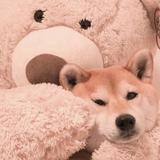 由 tina_1014 (刊登 ID 1377311179，圖片 1) 提交，位於 的 (類別：)，說明：。