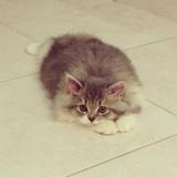 (Category: ) located in . Submitted by vsvantage (Listing ID 1339609666, Image 1). Description: .