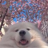(Category: ) located in . Submitted by dippiedots (Listing ID 1318284779, Image 1). Description: .
