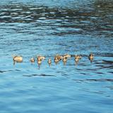（分類：）位於 。 由 ducksinnarow 提交（商品編號 1370631416，圖片 1）。簡介： 。